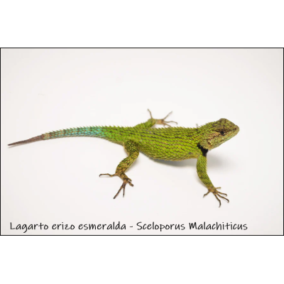 Lagarto erizo esmeralda  - Sceloporus Malachiticus