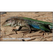 Lagarto ameiva - Lagarto metálico