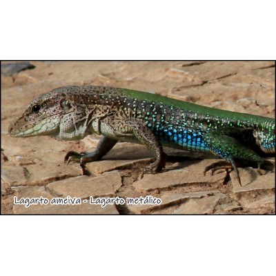 Lagarto ameiva - Lagarto metálico