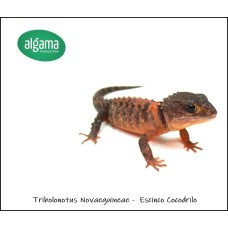 Escinco cocodrilo - Tribolonotus Novaguine