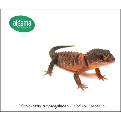 Escinco cocodrilo - Tribolonotus Novaguine