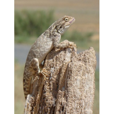 Agama pallida- trapelus pallida