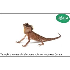 Dragón Cornudo del Vietnam - Acanthosaura Capra