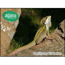 Basiliscus Vittatus (Pequeños)