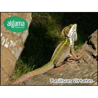 Basiliscus Vittatus (Pequeños)