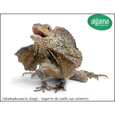 Chlamydosaurus kingii - lagarto de cuello con volantes Adulto