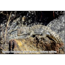 Iguana Malgache de Cola Espinosa - Oplurus cyclurus