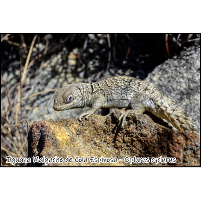 Iguana Malgache de Cola Espinosa - Oplurus cyclurus