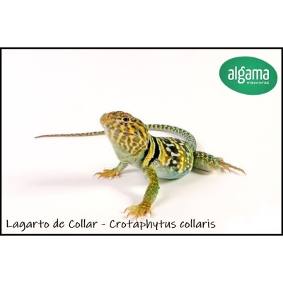 Lagarto de collar - Crotaphytus collaris