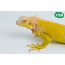 Iguana Amarilla 