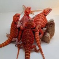 Pogona Vitticeps - Dragon barbudo super Red Pogona Vitticeps - Dragon barbudo super Red