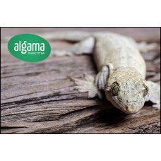  Gecko abanico - Gheyra vorax 