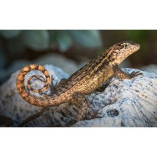 Lagarto de cola rizada - Leiocephalus carinatus