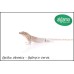  Gecko abanico - Gheyra vorax 