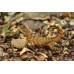 Lagarto de cola rizada - Leiocephalus carinatus