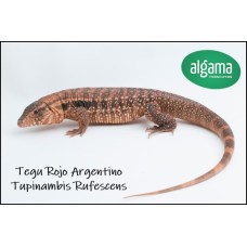 Tegu Rojo Argentino - Tupinambis Rufescens