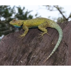 Lagarto erizo esmeralda - Sceloporus Malachiticus Lagarto erizo esmeralda - Sceloporus Malachiticus