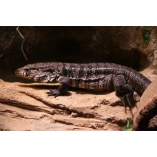 Lagarto Overo - Tupinambis teguixin Lagarto Overo - Tupinambis teguixin