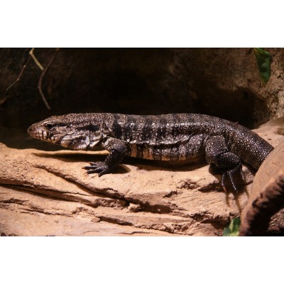 Lagarto Overo - Tupinambis teguixin 