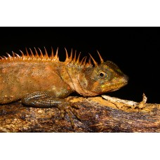 Dragón espinoso - Acanthosaura Armata