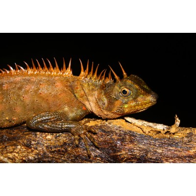 Dragón espinoso - Acanthosaura Armata