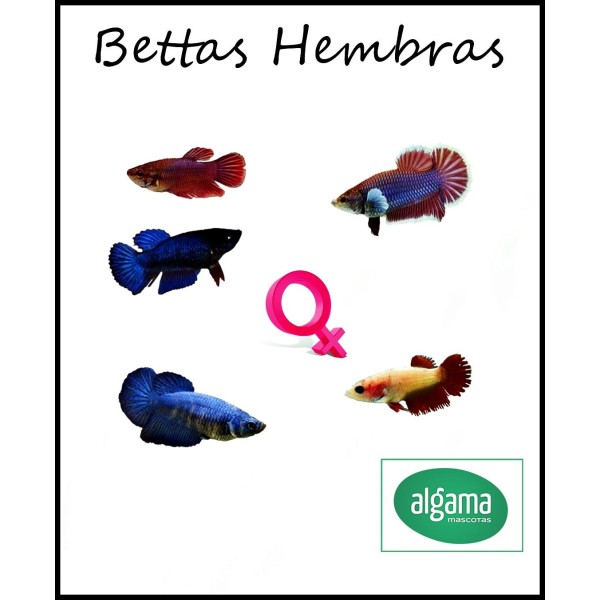 Subir Farmacología cosecha ▷ Comprar pez Betta Hembra al mejor precio