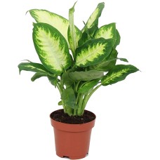 Dieffenbachia