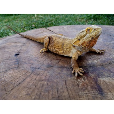 Pogona vitticeps - Dragón Barbudo Adulto/Macho