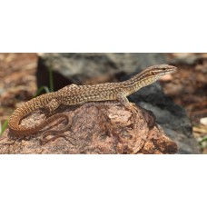 Varano enano - Varanus Acanthurus baby