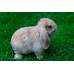 Conejo Belier (Orejas caidas) - Oryctolagus cuniculus