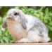 Conejo Belier (Orejas caidas) - Oryctolagus cuniculus