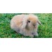 Conejo Belier (Orejas caidas) - Oryctolagus cuniculus