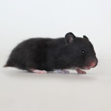 Hámster enano ruso- Phodopus sungorus (Negro)