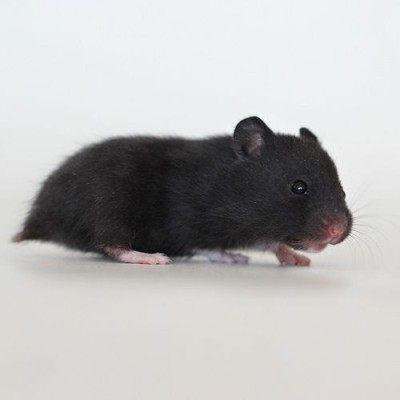 Hámster enano ruso- Phodopus sungorus (Negro)