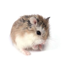 Hamster enano  - Phodopus roborovskii