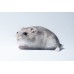 Hamster enano ruso - Phodopus sungorus