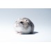 Hamster enano ruso - Phodopus sungorus