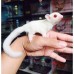 Petauro del Azúcar Cremino  Albino- Petaurus breviceps
