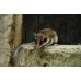 Liron pigmeo africano - Graphiurus murinus