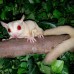 Petauro del Azúcar Cremino  Albino- Petaurus breviceps