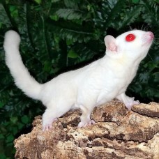 Petauro del Azúcar Cremino  Albino- Petaurus breviceps