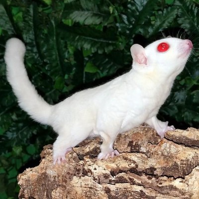Petauro del Azúcar Cremino  Albino- Petaurus breviceps