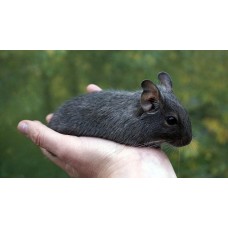 Ardilla Degú blue (azul)  - Octodon degus