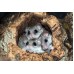 Liron pigmeo africano - Graphiurus murinus
