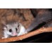 Liron pigmeo africano - Graphiurus murinus