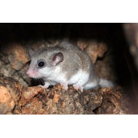 Liron pigmeo africano - Graphiurus murinus