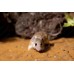 Ratón espinoso - Acomys cahirinus