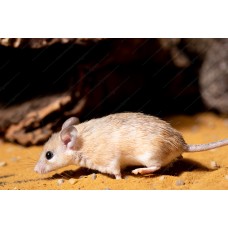 Ratón espinoso - Acomys cahirinus