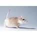 Ratón de Benín - Mastomys Natalensis