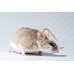 Ratón de Benín - Mastomys Natalensis